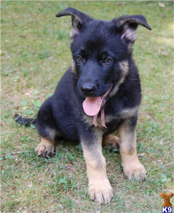 German Shepherd